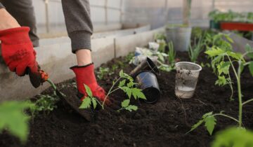 8 pravidel pro velkou úrodu ve skleníku (a tajné tipy navíc)!
