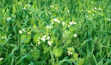 Zelené hnojení: Zúrodněte hladovou půdu před další výsadbou