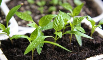 Vypěstujte si vlastní zeleninu – od semínka