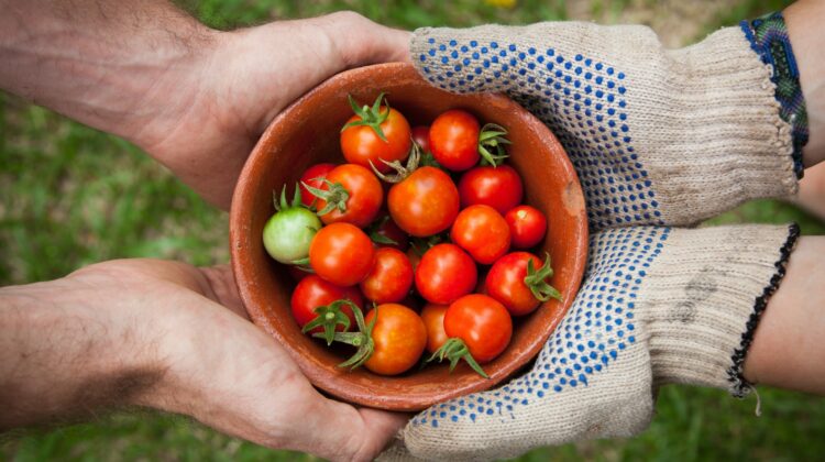 Chystáte se pěstovat rajčata? Přinášíme spolehlivého průvodce. Včetně tajných tipů!