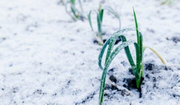 Zimní zahrada: jakou odolnou zeleninu pěstovat v zimě?